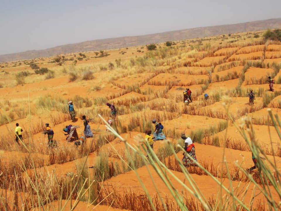 Fixation des dunes au plateau dogons