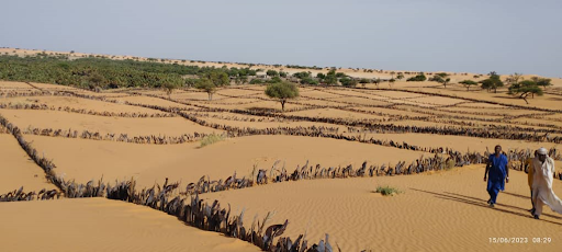 Fixation des dunes au sahel