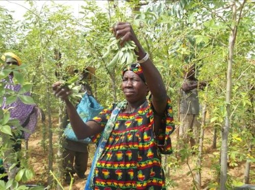 Restaurer et Protéger : L’Impact de la Régénération Naturelle Assistée par Djoliba Environnement